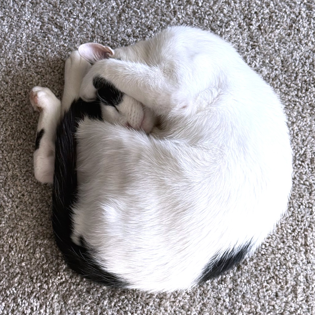 Skronkly — thumbnail 11