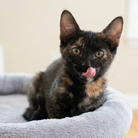 MISS PEEP - Domestic Shorthair for adoption in Roswell