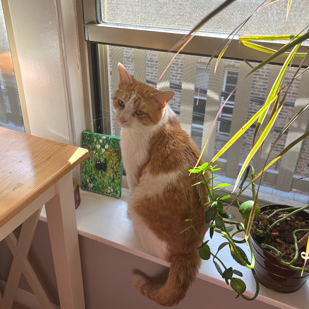 Miles — thumbnail 3