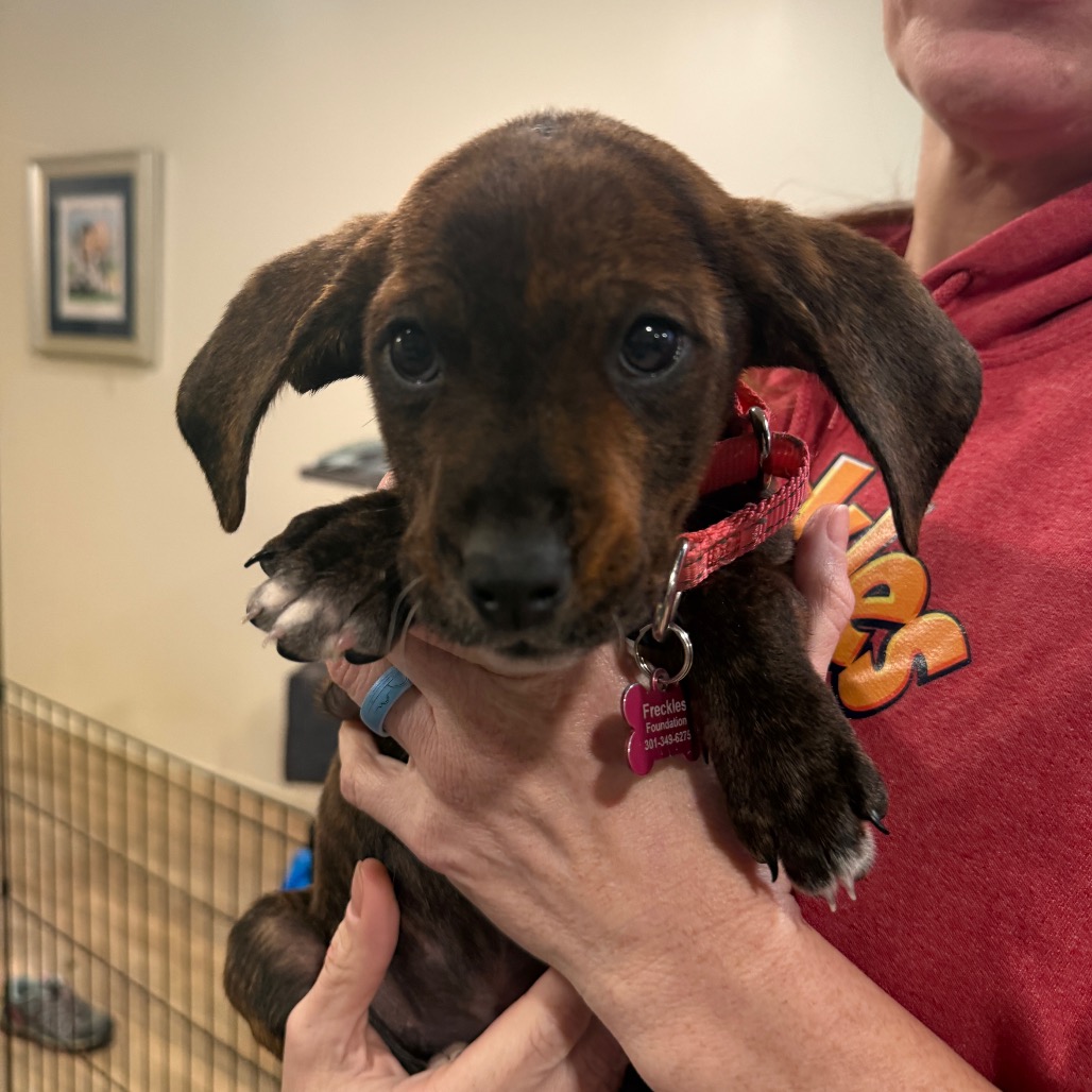 BONNIE - Hound / Plott available for adoption