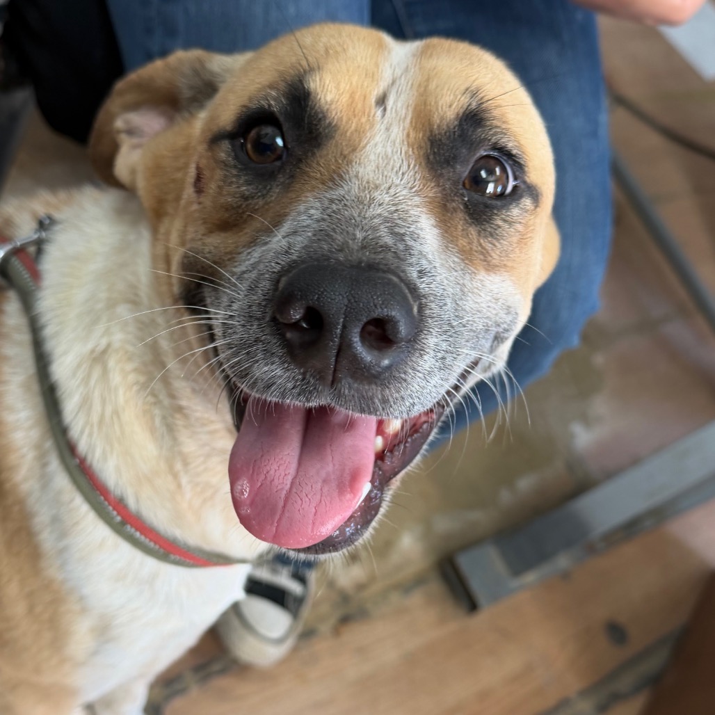Clair, available for adoption at PVAS
