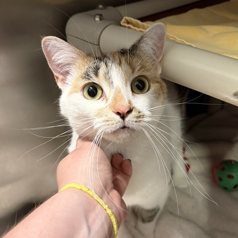 TULIP - Domestic Shorthair available for adoption