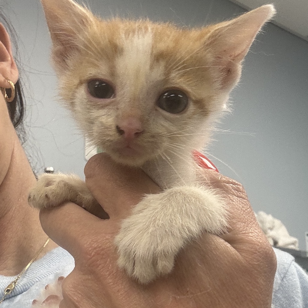 CREEK - Domestic Shorthair available for adoption