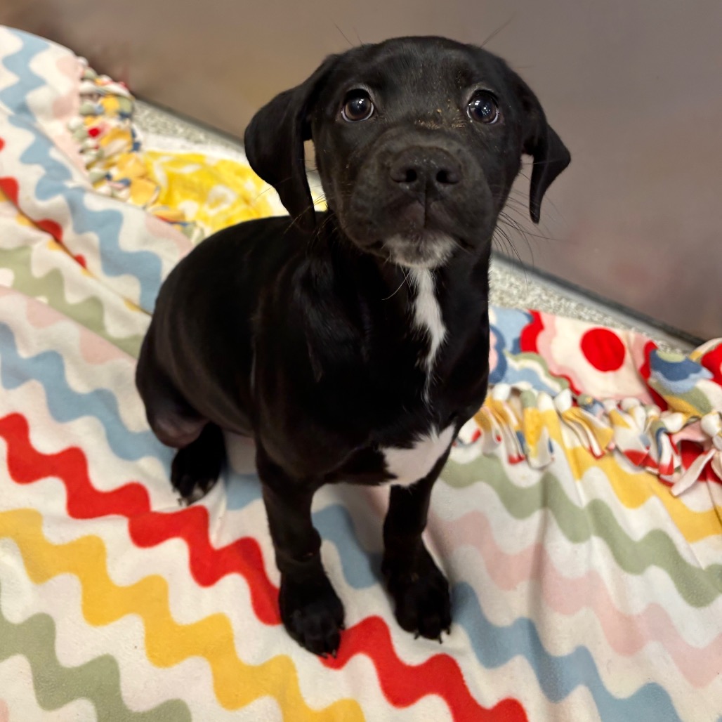 CORKSCREW - Mixed Breed (Medium) available for adoption