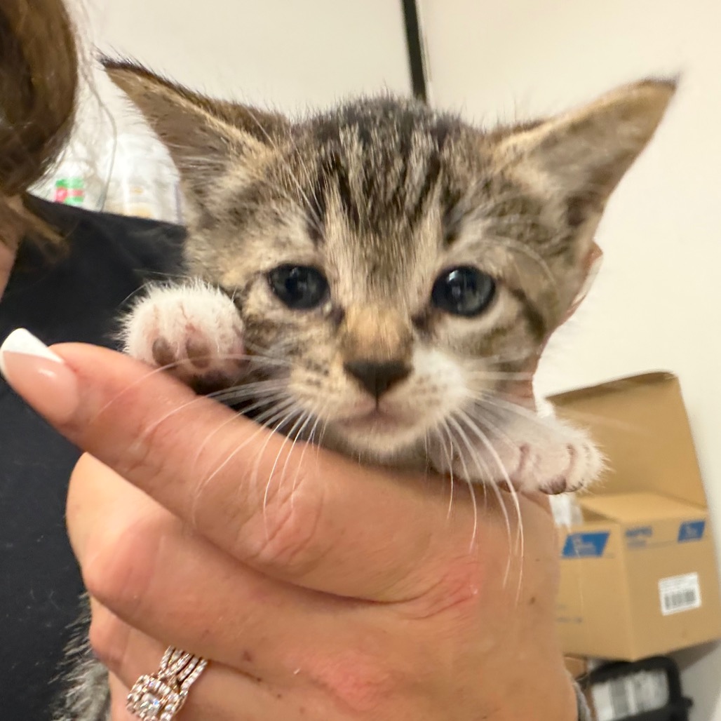 Archie, an adoptable cat at SPCA-BC