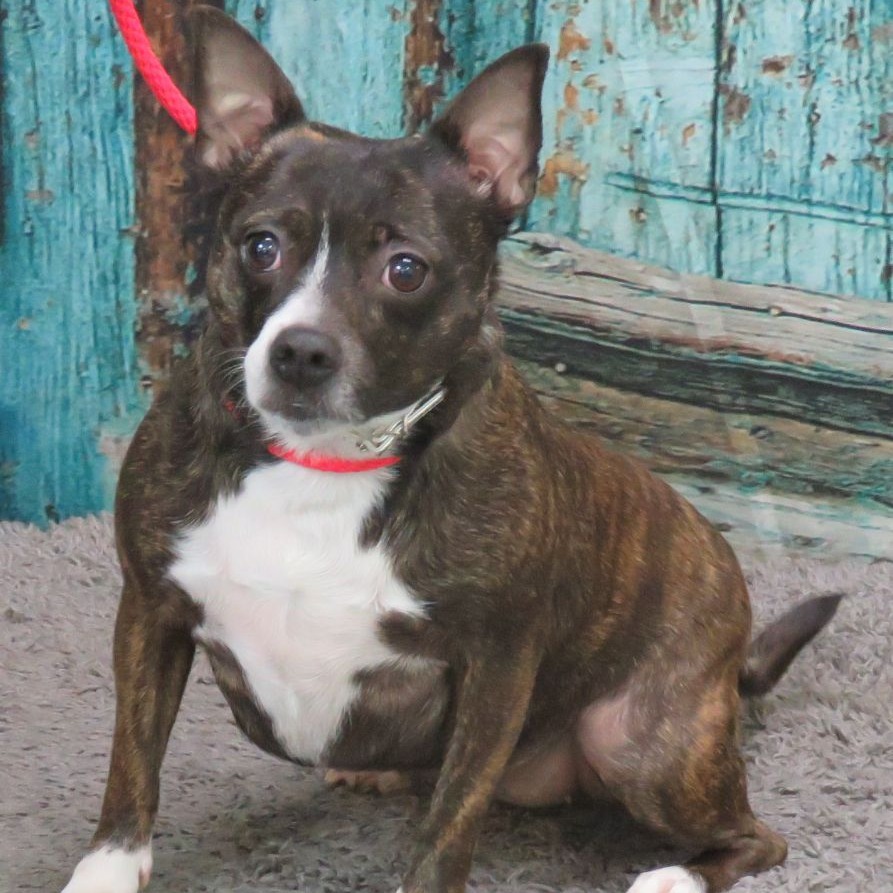 Dee Dee — thumbnail 2