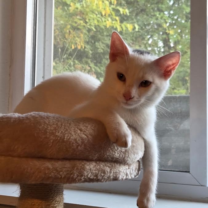 ALVIN OLINSKY - Domestic Shorthair available for adoption
