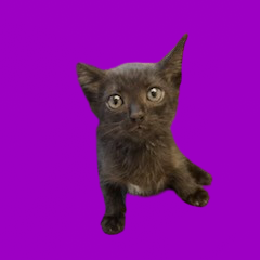 Tusc Stray 81761 2