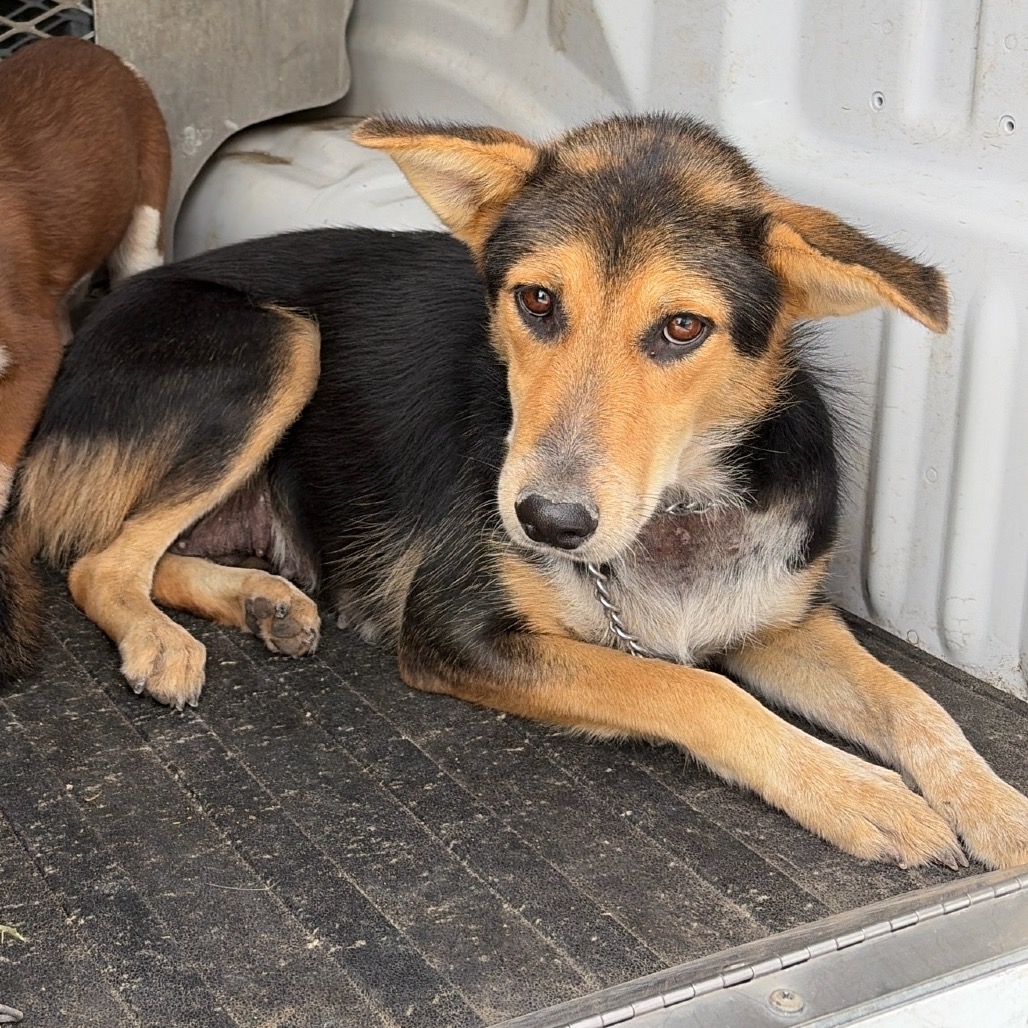 WINNIE - Shepherd available for adoption