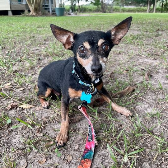 Sista Sue, adoptable senior dog