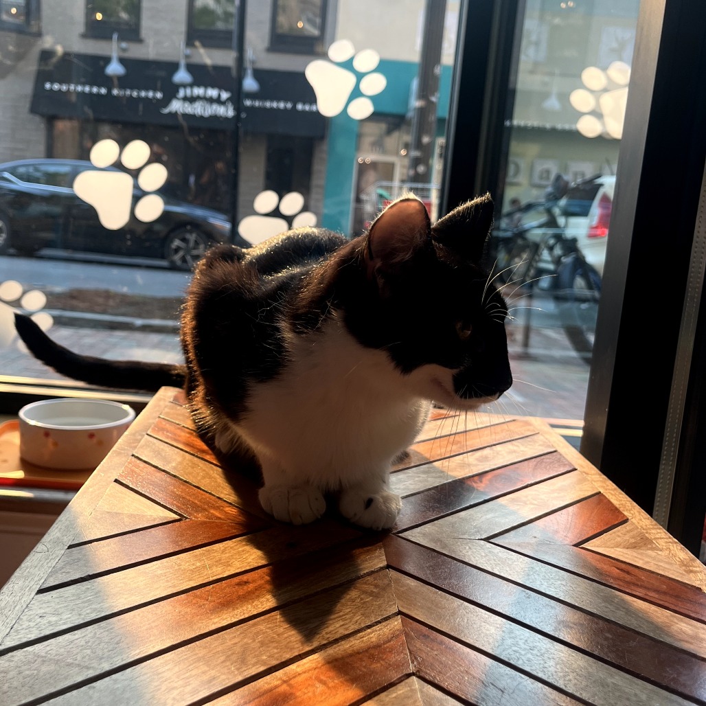 Pippa, photo 10