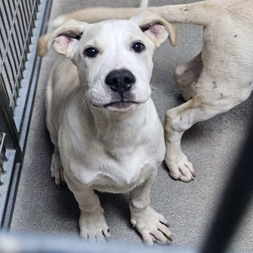 Kennel#34 Bradley's preview photo