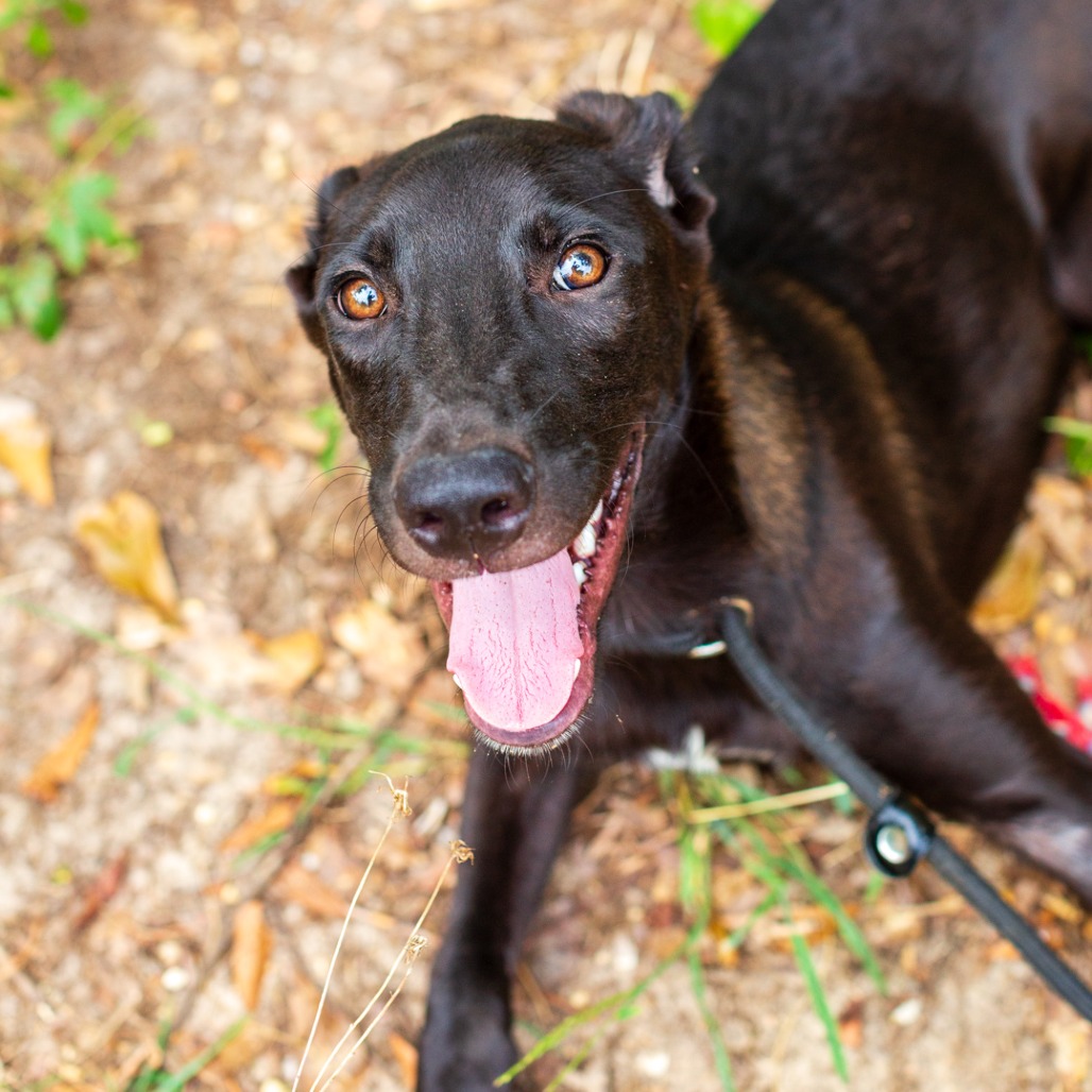 OBOE - Schnauzer / Retriever, Labrador available for adoption