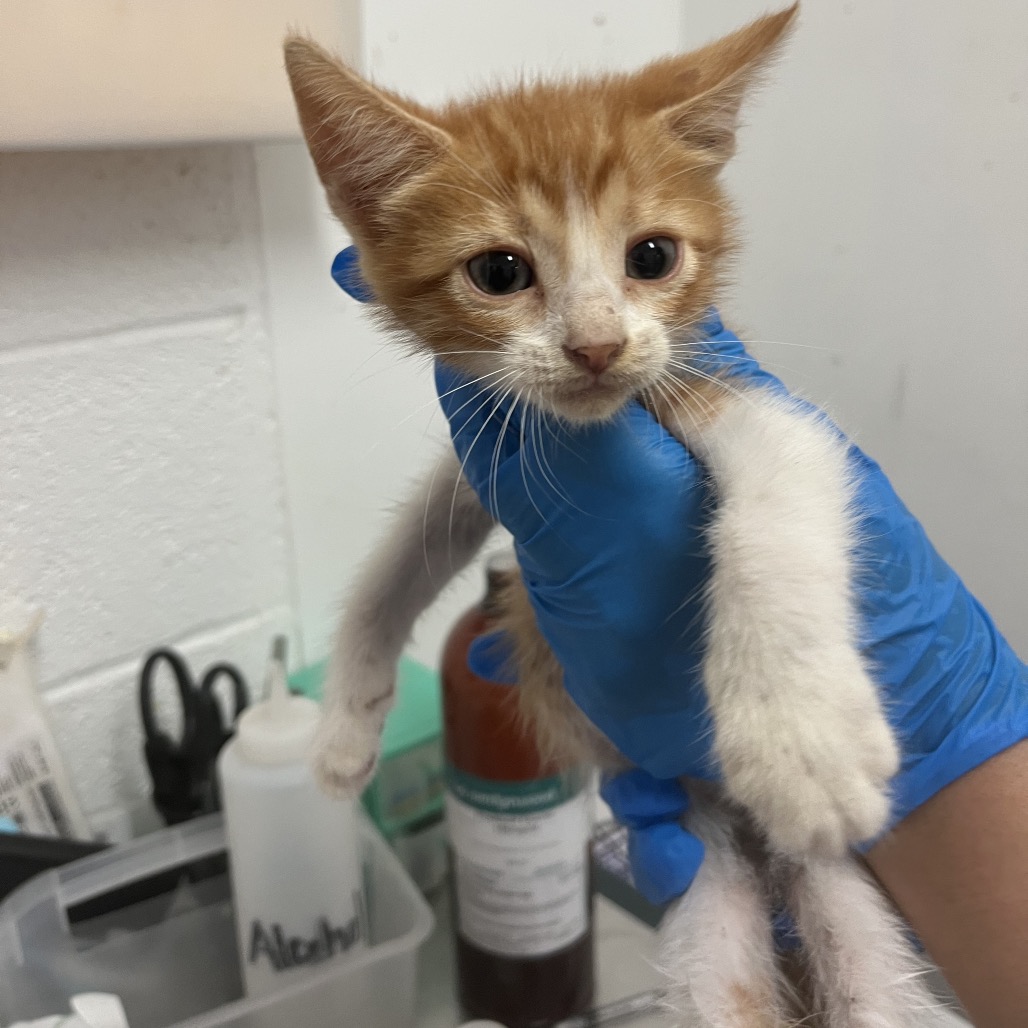 Solange, available for adoption at PVAS