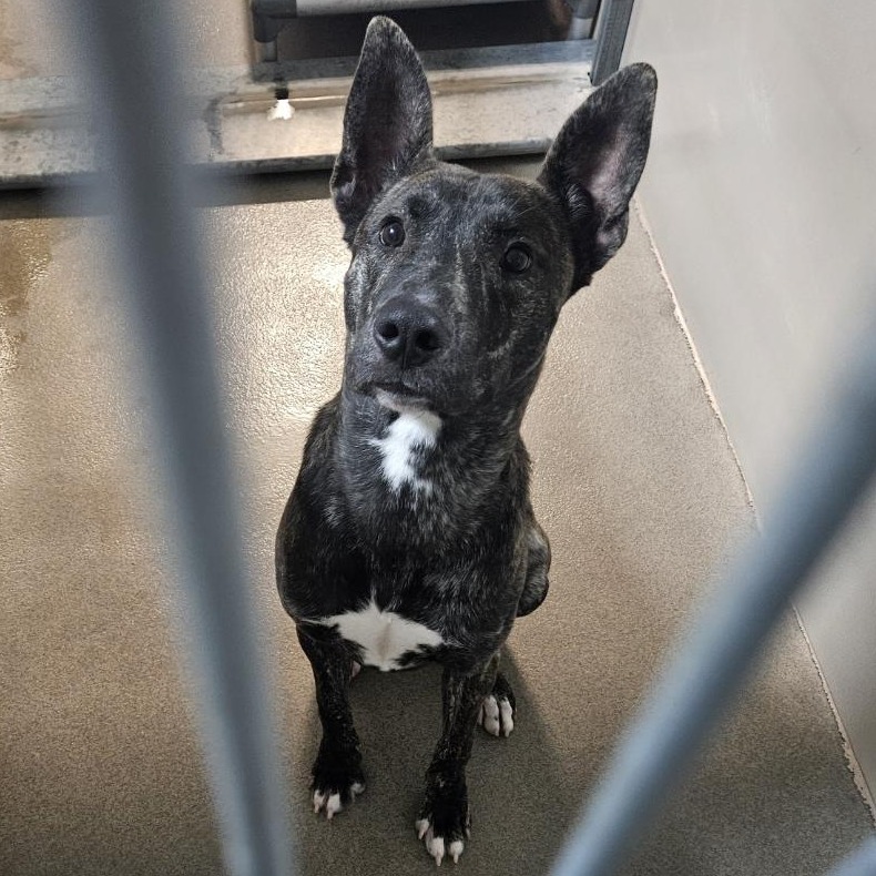 Kennel#23 Shawn's preview photo