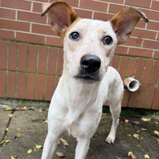 AURORA - Mixed Breed (Medium) available for adoption