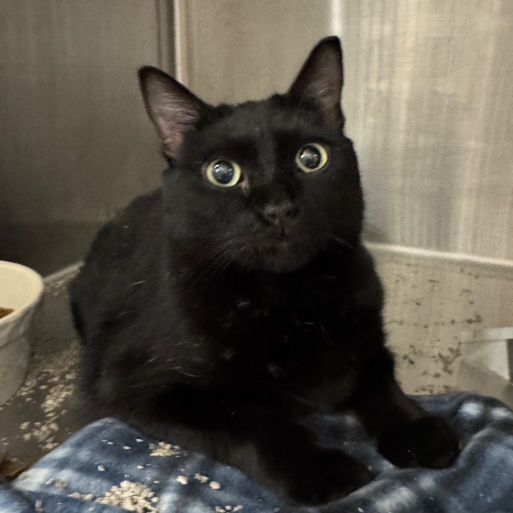 BINX - Domestic Shorthair available for adoption