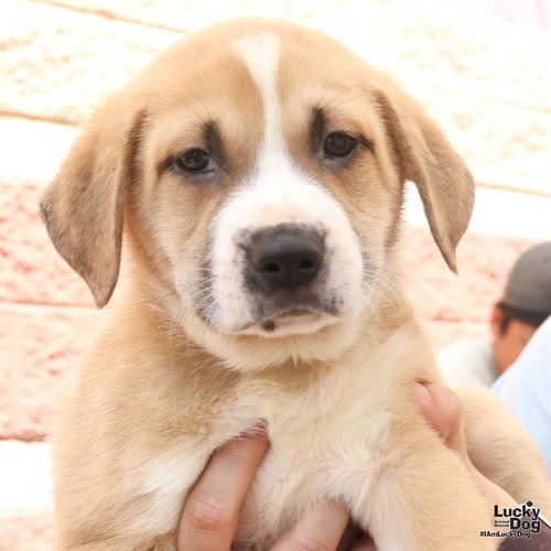 LOQUAT - Retriever / Shepherd available for adoption