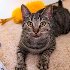 LOBSTER - Domestic Shorthair available for adoption