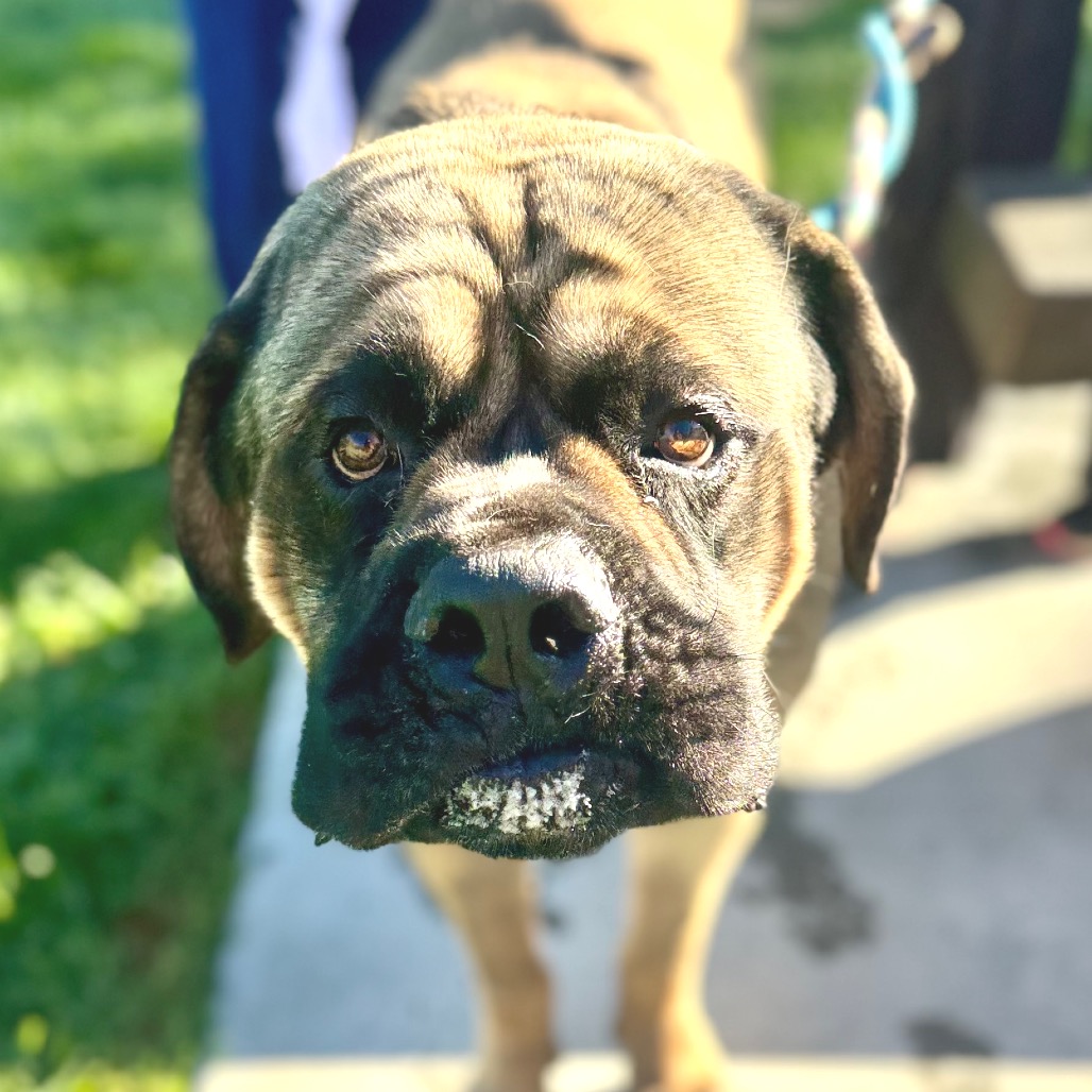 Leo - Chino Hills Location, photo 8