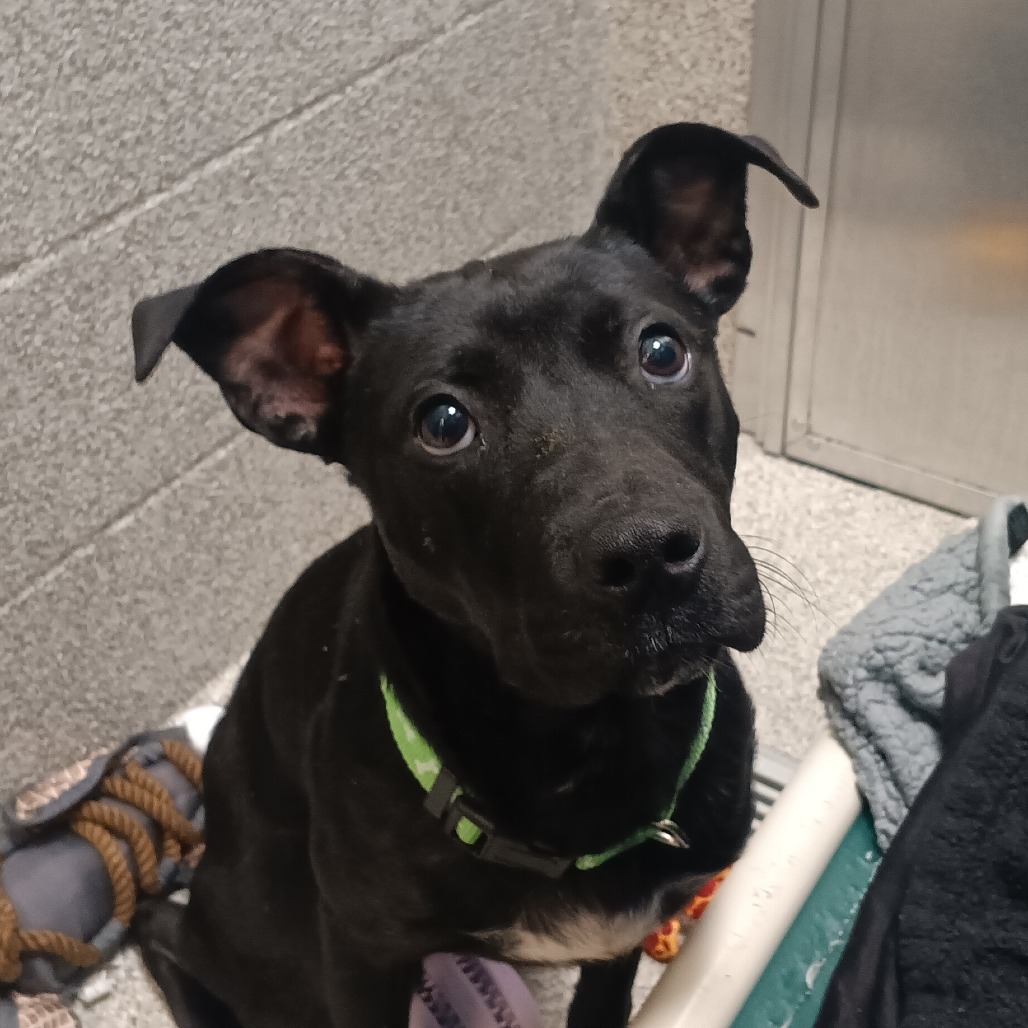 HERMAN - Mixed Breed (Medium) available for adoption