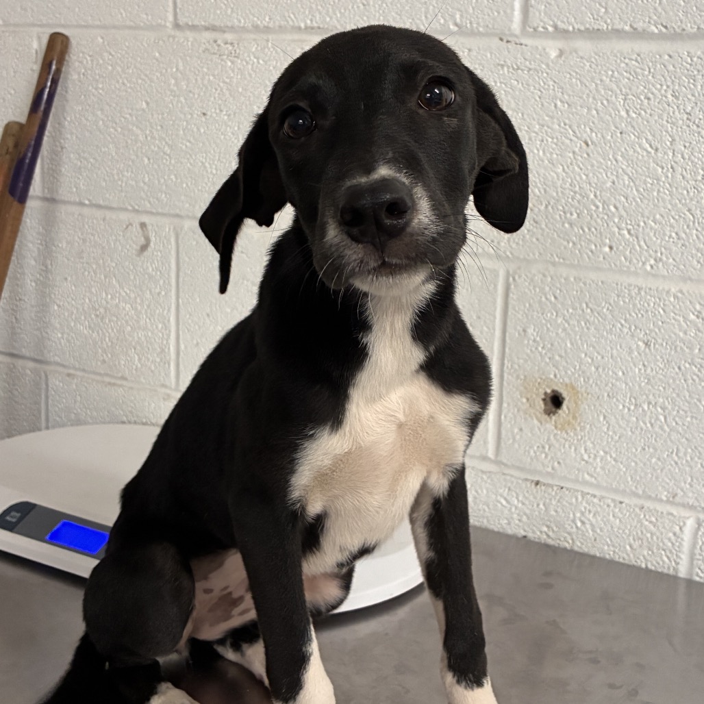 PEPPERMINT - Terrier, Pit Bull / Mix available for adoption