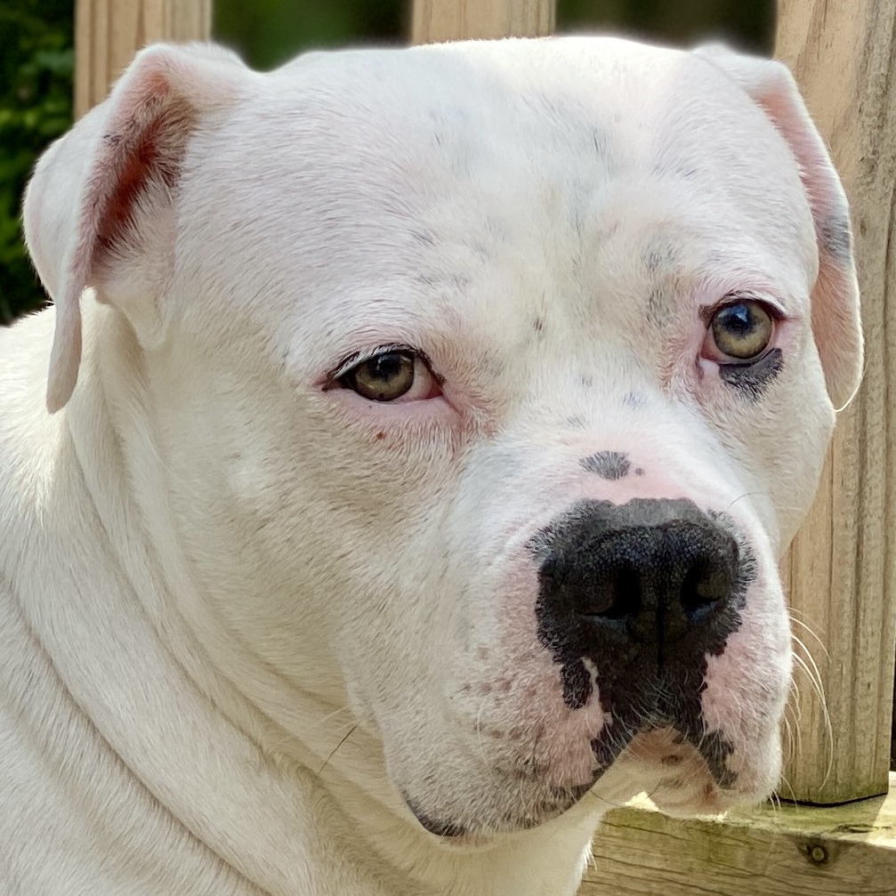 Mixed Breed