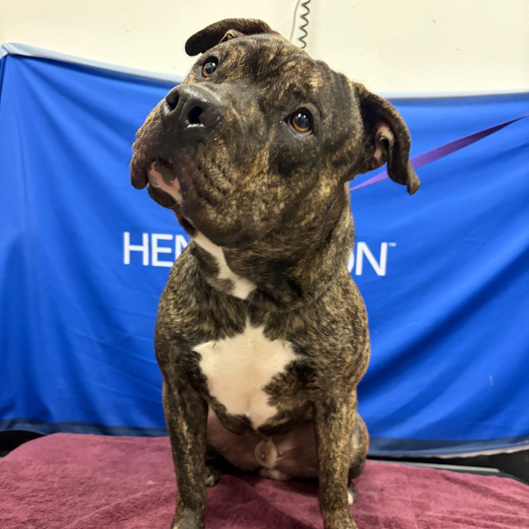 DOZER - Terrier / American Staffordshire available for adoption