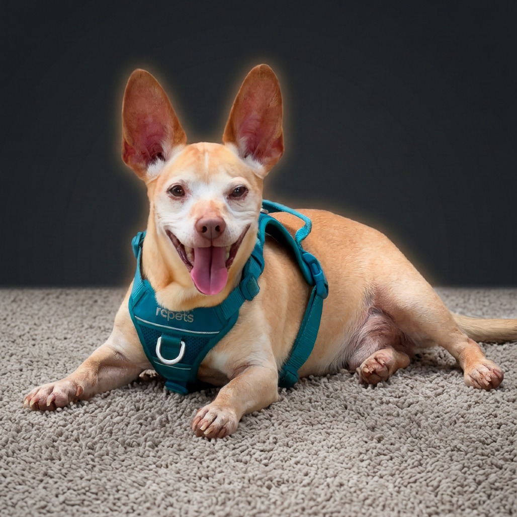 Photo of Trooper