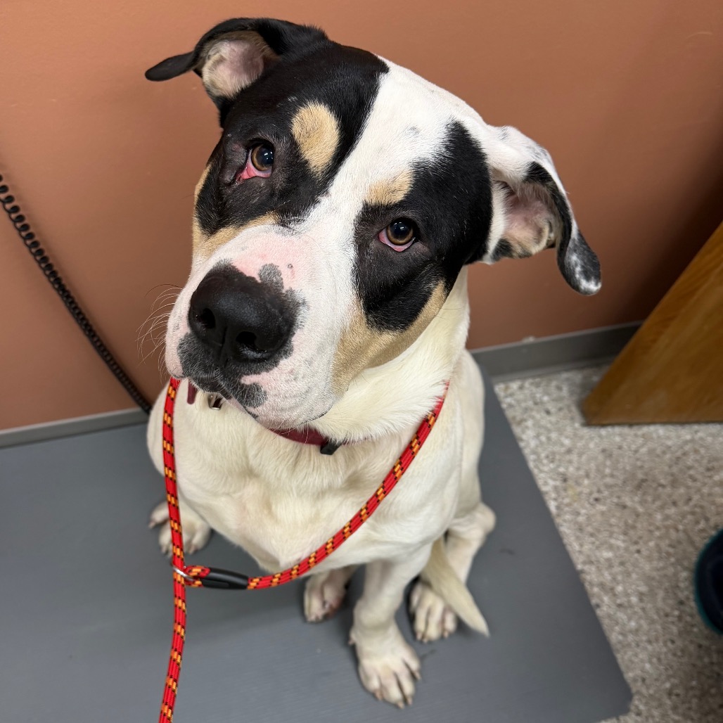 Pot Roast — thumbnail 2