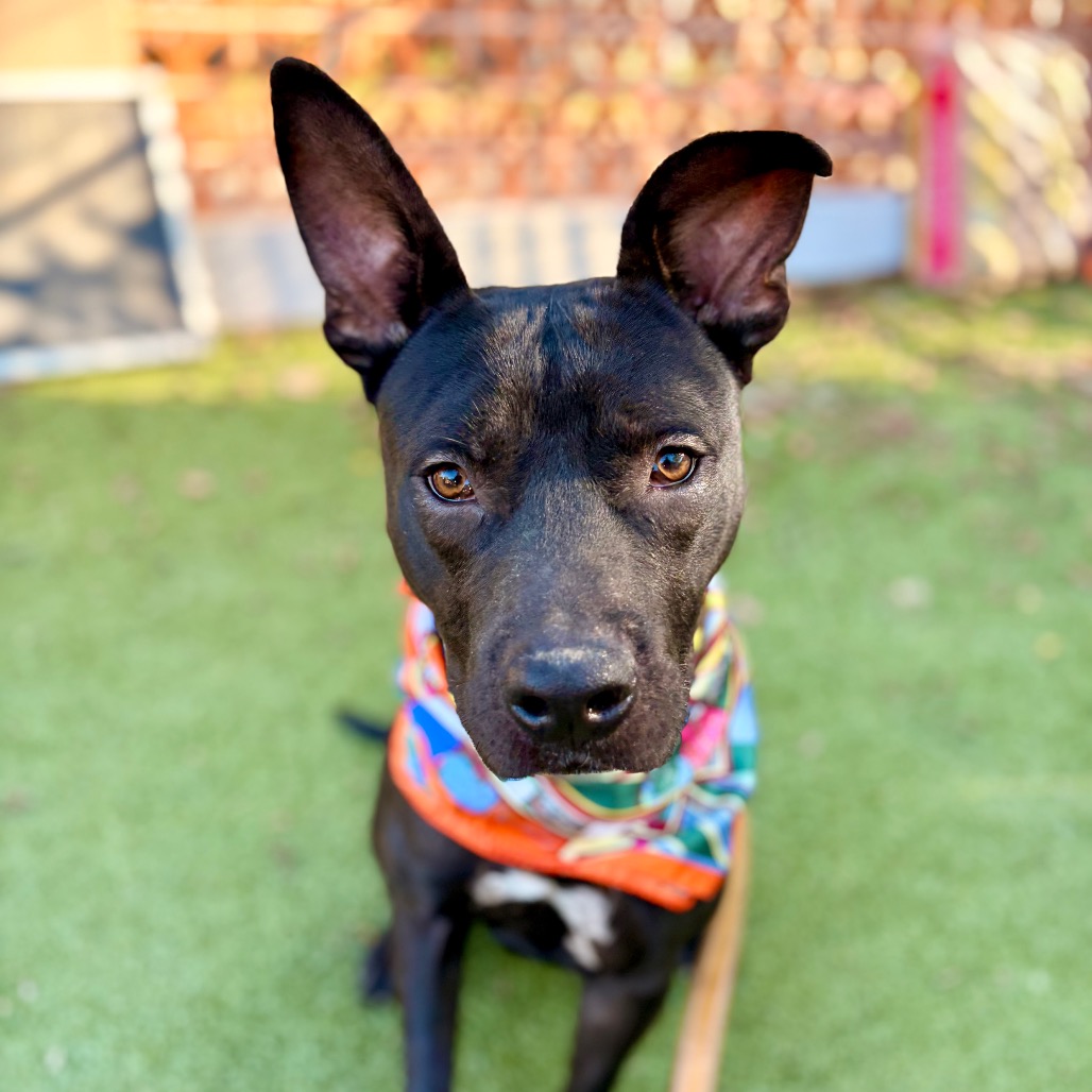 Castlevania — thumbnail 10