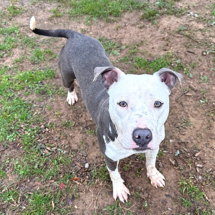 Pulled Pork Sammich — thumbnail 8