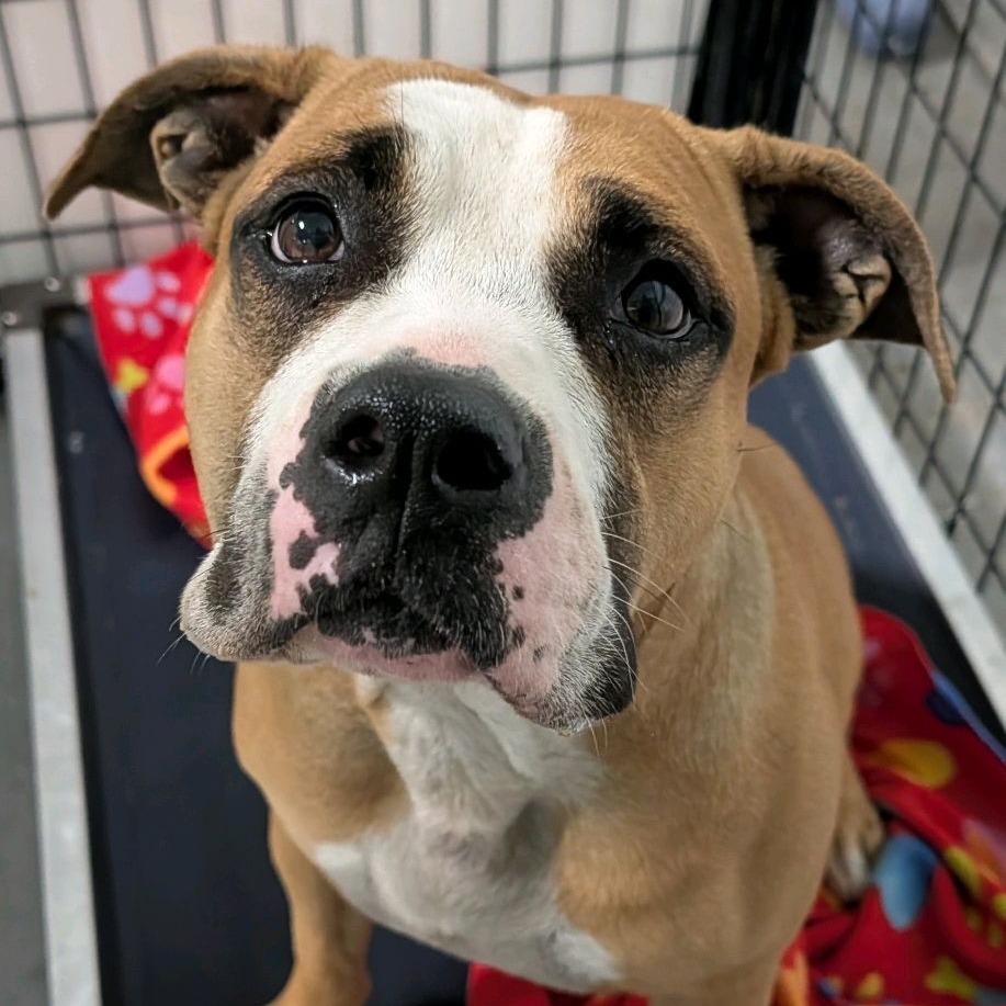Gourdeous, a Boxer