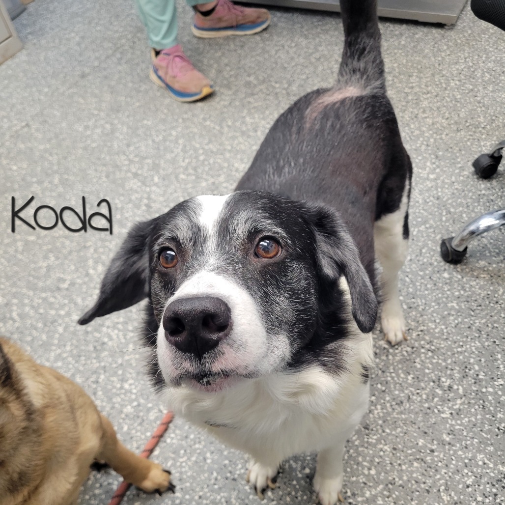 KODA — thumbnail 3