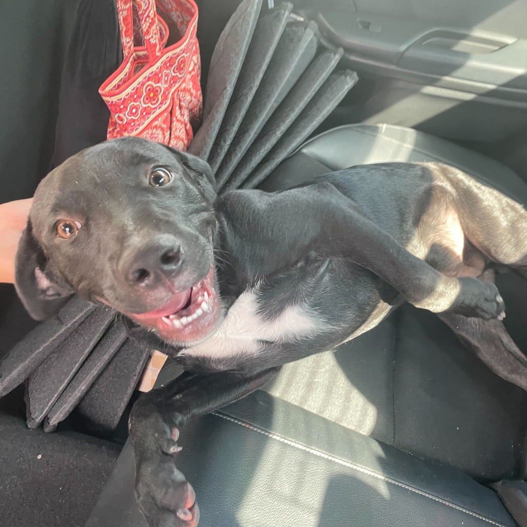 Tatum, available for adoption at PVAS