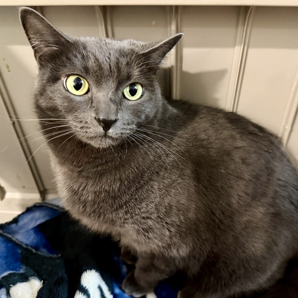 KAREN - Domestic Shorthair available for adoption