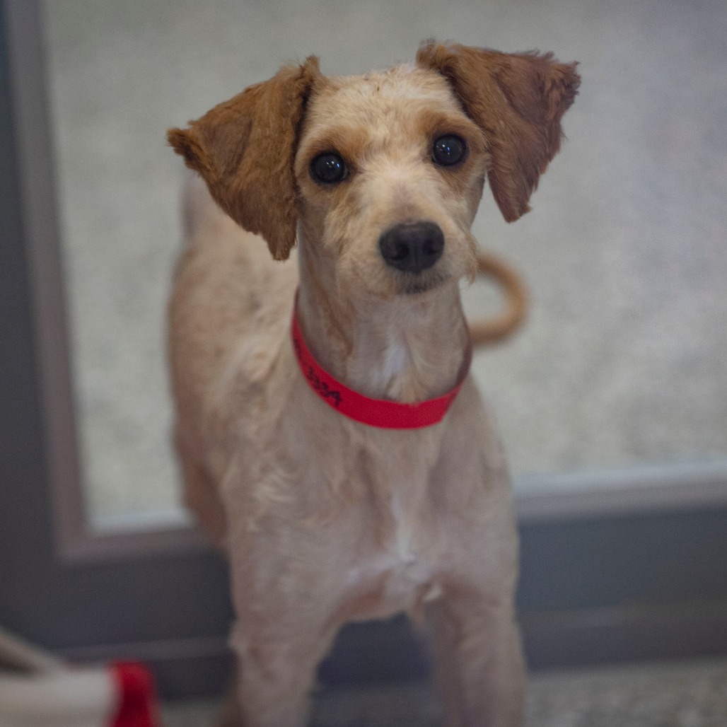 KONA (MR26-123) - Poodle, Miniature / Mixed Breed (Small) available for adoption