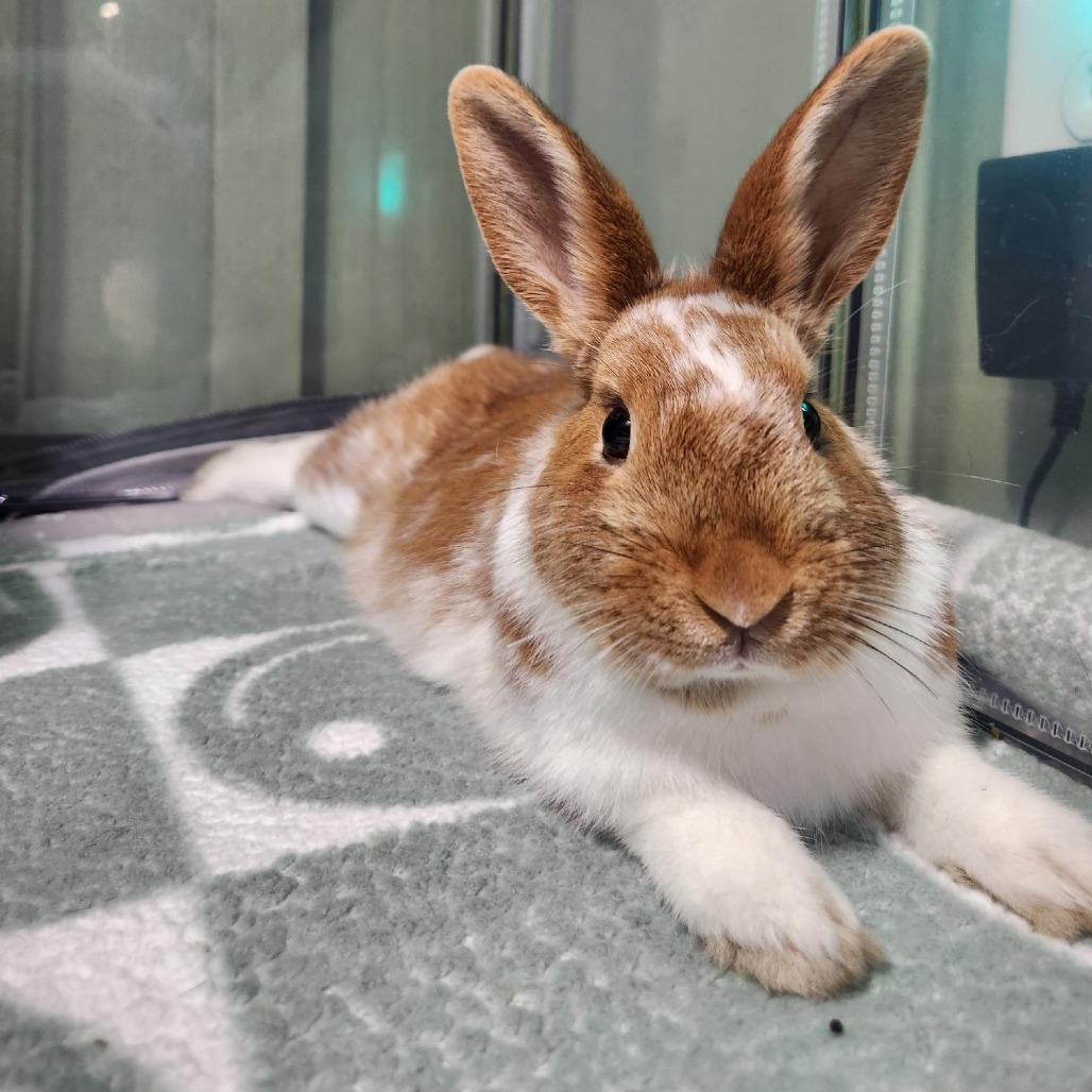 Dappermouth Rabbit c0be55b024e5e0fbd7f55b714350345b.jpg