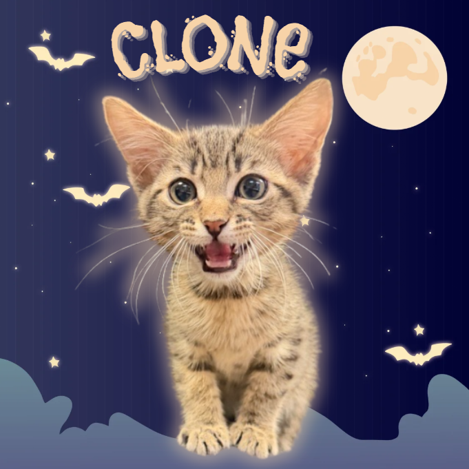 CLONE - Domestic Shorthair available for adoption