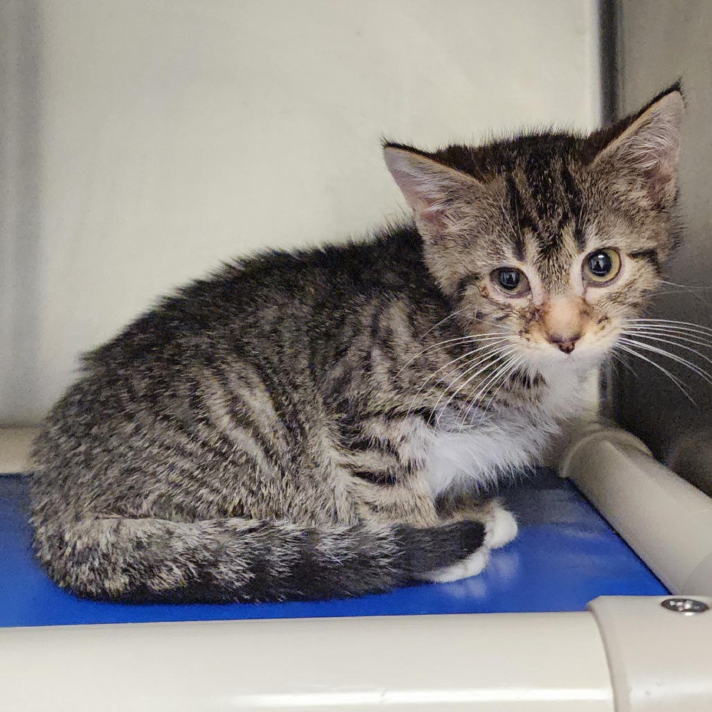 Poppy — thumbnail 2