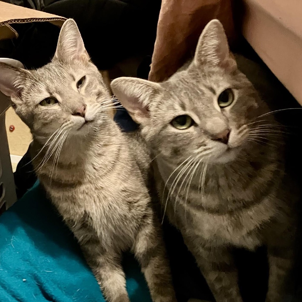 GRAMMY (BONDED WITH EMMY) - Domestic Shorthair available for adoption