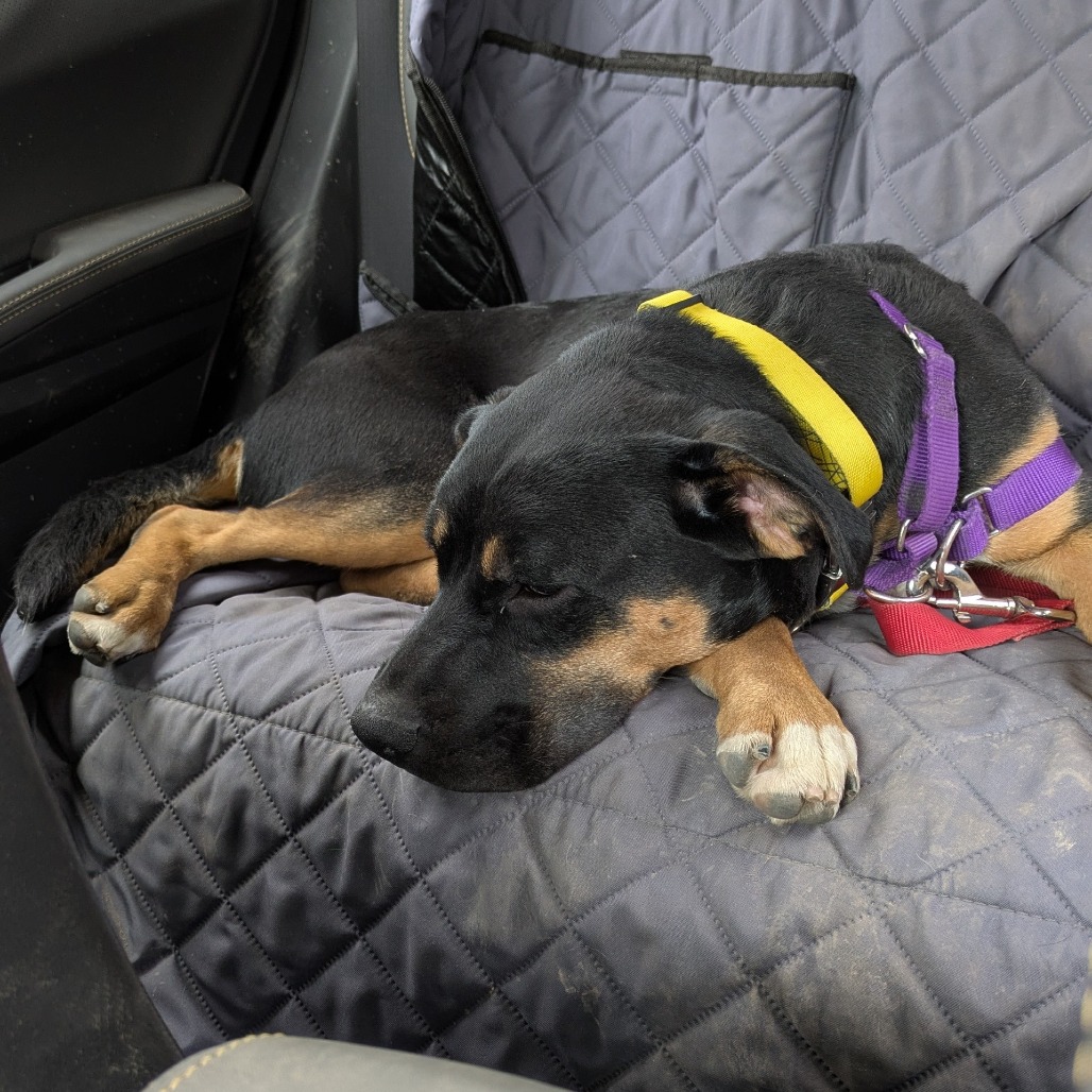 Photo of Kettlecorn 11