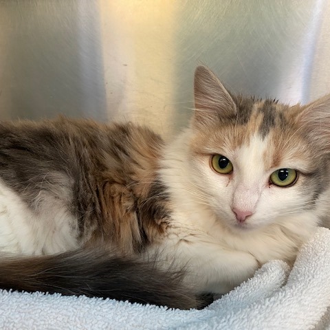 Miss Piggy — thumbnail 3