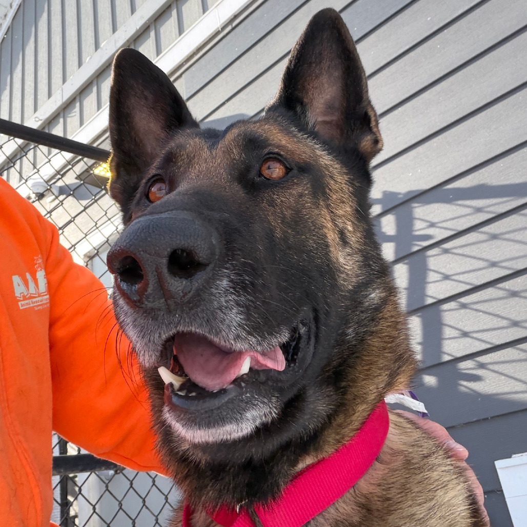 Scott Texas Rescue Scott is available for adoption at Animal Rescue Friends