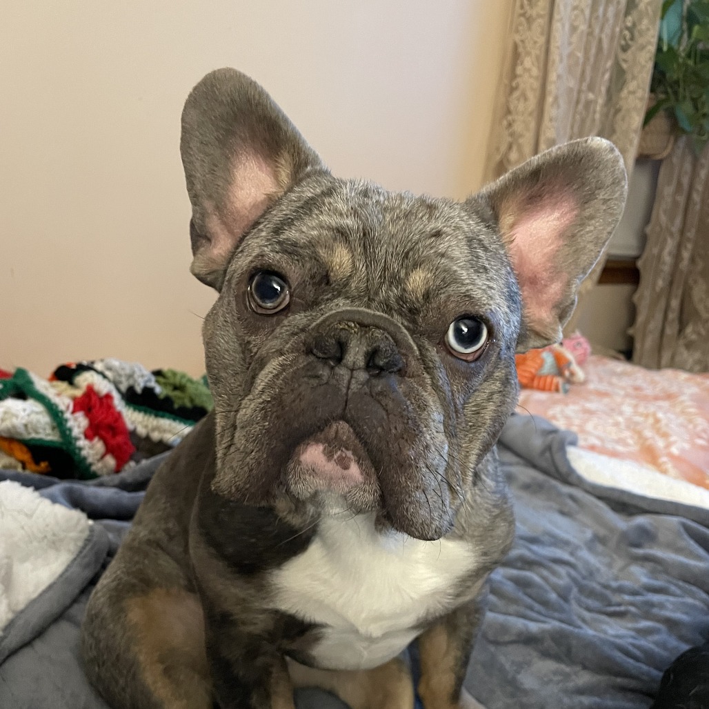 Enzo