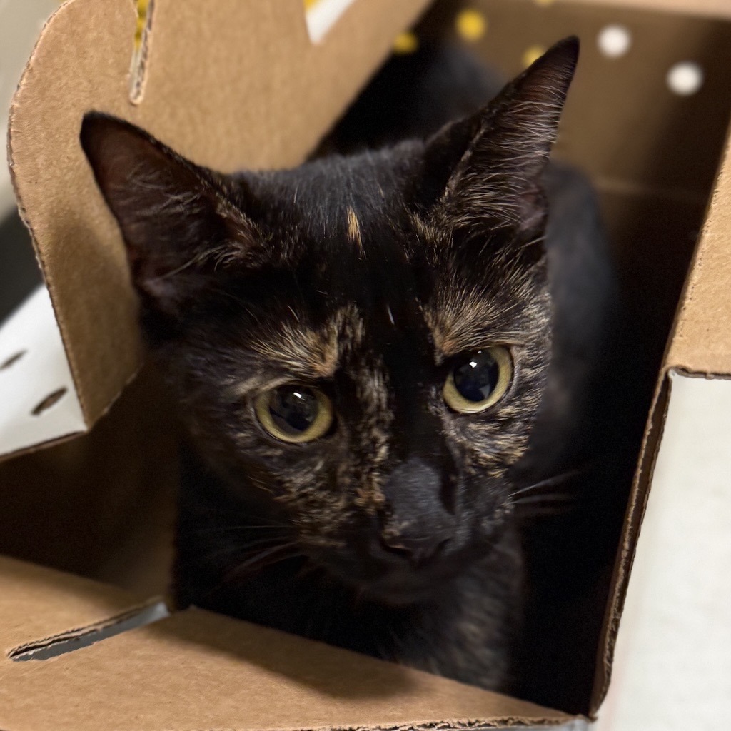 COLA - Domestic Shorthair available for adoption