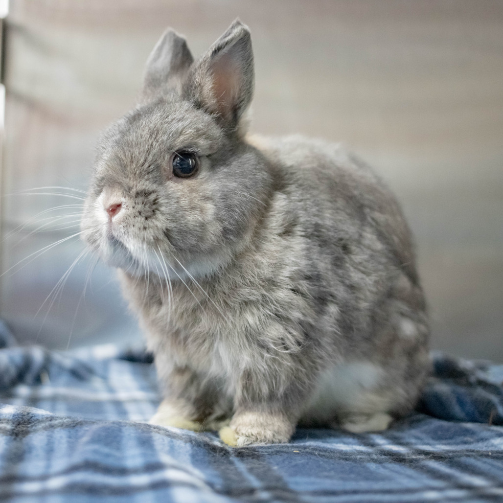 Randi (bonded to Acorn), photo 5
