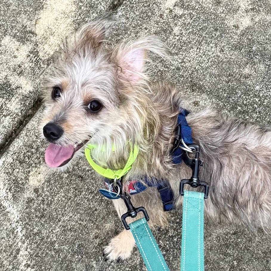 TOTO - Terrier / Yorkshire, Yorkie available for adoption