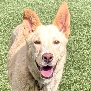 TRAIL MIX - Husky / Retriever, Labrador available for adoption