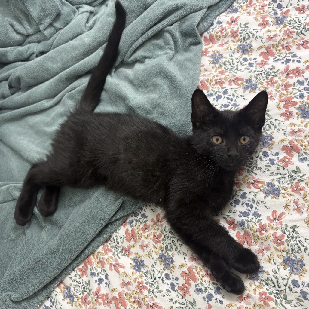 James, an adoptable cat
